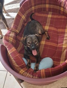 Kinderliebe Eli❤️ sucht liebevolles Heim - Seggebruch