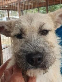 NETTY-hübsche,strubbelige Jung-Hündin - Rösrath