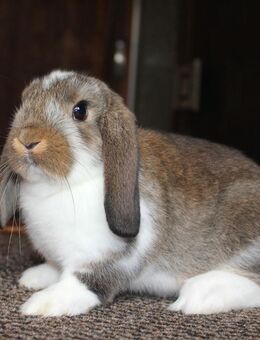 Kleine Zwergwidder Kaninchen Hasen Jungtiere SOFORT Zwerghasen - Büchlberg