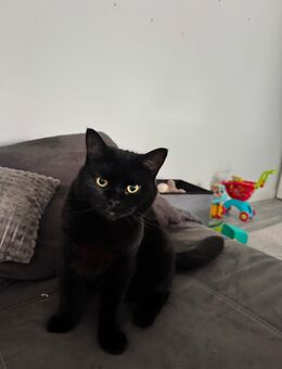 Bkh Katze schwarz - Westerkappeln