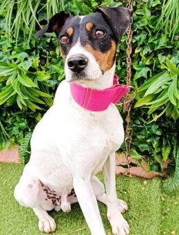 Azrael ist eines unser Notfellchen... - Laatzen