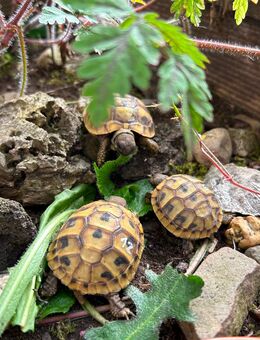 Griechische Landschildkröten 2023 2022 - Mülheim (Ruhr)