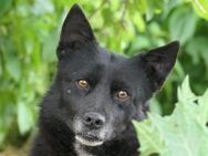 Ruhiger Otto sucht liebevolles Zuhause - Kallmünz