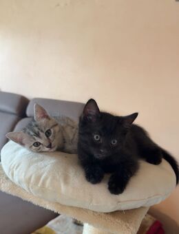 Baby Katzen - Künzell