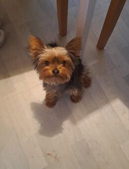 Reinrassiger Yorkshire Terrier – Hündin (1 Jahr) sucht liebevolles Zuhause - Moers