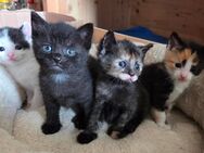 4 kitten suchen Ende Juli ein neues zu Hause - Dresden