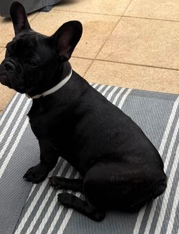 Französische Bulldogge Hündin Welpe - Detmold