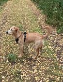 Toller Junghund sucht neues Zuhause in 02943