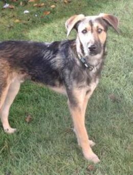 Simon Jungspund sucht seine Familie - Kissing