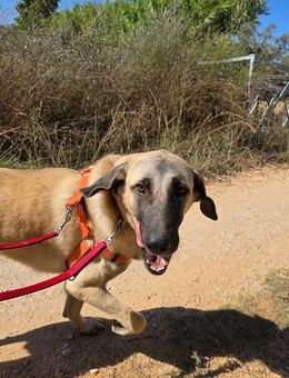 Aunty sucht ihr Für-Immer-Zuhause ♡ - Moers