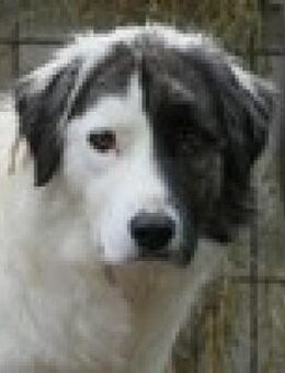 Unsichere Sara braucht Geduld - Kallmünz