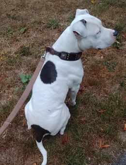 Stafford Terrier sucht ein neues liebevolles zu Hause - Hamburg