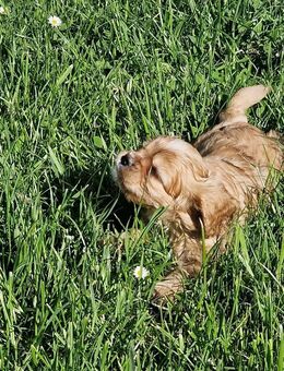 Reinrassiger Cavalier King Charles Spaniel mit Stammbaum - Frankfurt (Main)
