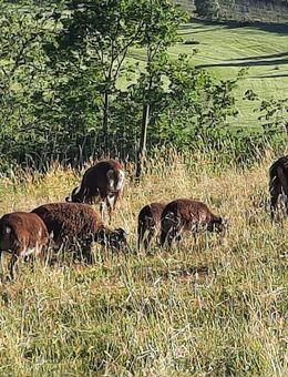 Soay Schafe - Lindau (Bodensee)