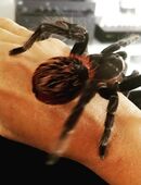 Wir verkaufen sericopelma rubronitens, adult, groß, 1 männlich, 1 weiblich in 45527