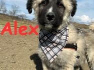 Alex keine graue Maus - Rinteln