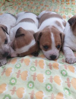Jack Russel Welpen - Wegeleben