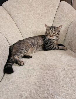 Europäische kurzhaarige Hauskatzr - Brechen