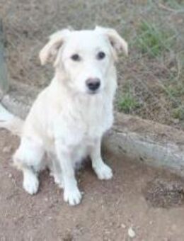 Süße Beshy sucht ihr Körbchen - Kropp