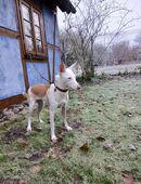 Suki sucht Familienanschluss für Unternehmungen in 17373