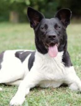 Goldige Crumble sucht Neuanfang - München