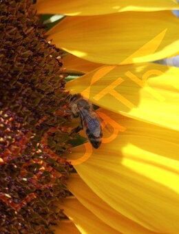 Gartensonnenblumen Sonnenblumensamen Sonnenblume Muttertag Geschenk Samen heimisch Saatgut insektenfreunlich Pollen pflegeleicht Satgut Bienen große gelbe sunflower Blüten Saat flower garden seeds Blumenwiese - Pfedelbach