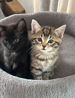 Wunderschöne europäische Kurzhaar × Russisch Blau Kitten - Essen
