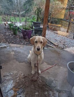 Elsa sucht ihr Traumzuhause - Frankfurt (Main) Niederrad