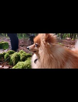 Nari sucht Familie ❤️ - Mylau