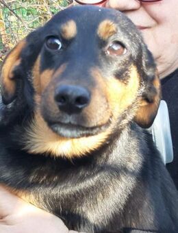 Polly - Mönchengladbach