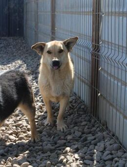 Quito möchte gerne dein Begleiter sein - Celle
