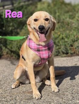 Rea ❤️kleines Labbi-Mischlingsmädchen - Kissing