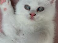 Babykatzen suchen ein schönes Zuhause - Neunkirchen (Brand)