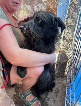 Rocket - verträglicher Schnauzer - Löwenberger Land