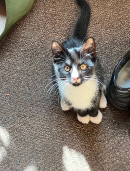 Liebevoller Besitzer gesucht - Rosenau