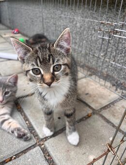 Britisch kurzhaar Ekh Katze mix kitten - Starkenberg