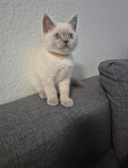 Noch 2 zauberhafte BKH Jungs mit blauen Augen - Leimen (Baden-Württemberg)