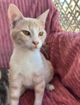 Cream - die Sahneschnitte - Kirchheim (München)