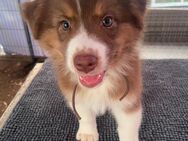 Reinrassige Australian Shepherd Welpen - Pirmasens