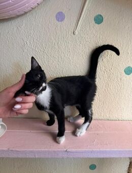 FiV+ Katze Flöckchen aus dem Tierschutz - Grevenbroich