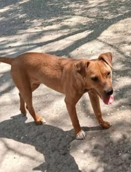 Candy sucht ein aktives Zuhause - Worms