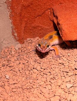 Leopardengecko - Göggingen