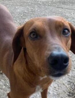 Thelma - Rieden (Rheinland-Pfalz)