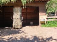 Schöner Offenstall mit Paddock und Wiese - Garbsen