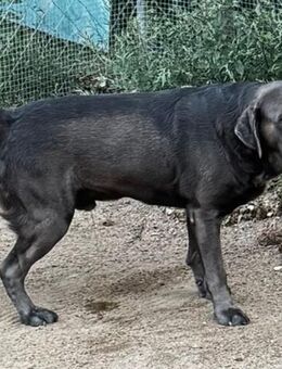Unser Bruno ist ein reinrassiger Labrador Retriever mit langer Ahnentafel - Bandenitz