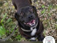 Chip 249110: Sucht ein Zuhause - Kirchzell