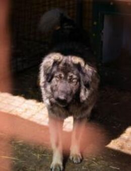 BEAR - mit Ruhe mein Herz erobern - Overath