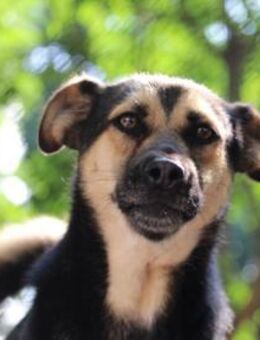 Tani ist ein kleiner, lieber Juwel! - Karben