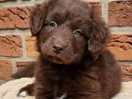 Welpenbande sucht Familie - Berlin