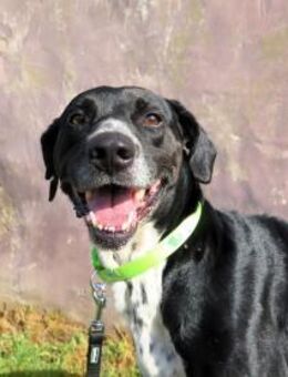 Excalibur - Neubrunn (Bayern)